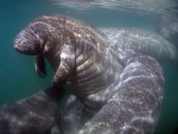 Manatee pod,Camera olympus c-5050,ikelite housing ,wa len... by Ray Eccleston 